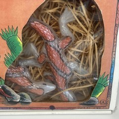 VTG 10pc Primal Lite Bunch A Lizards String Light Plastic 4″ Lizards NIB, 1986