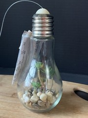 Faux Succulent LED Light Up Light Bulb Home Decor Cheerful *NEW*