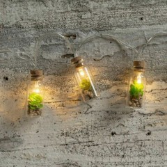SUCCULENT in a JAR w Cork lid & tiny pebbles rocks String Lights 36″ Long