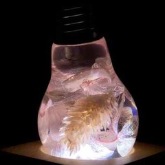 EP LIGHT 3 Pack Flower Bulbs LED House Lights | Smoke effect LED light
