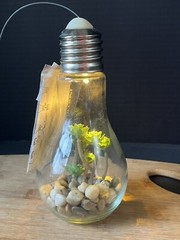 Faux Succulent LED Light Up Light Bulb Home Decor Cheerful *NEW*