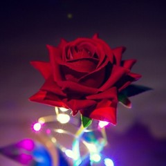 Eternal Rose LED Light Christmas Valentine’s Day Anniversary Favors Wedding Gift